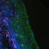 Tonsil: Mouse Anti-Cytokeratin (C11) and Rabbit Anti-CD3 cocktail detected simultaneously with VectaFluor Duet Immunofluorescence Double Labeling Kit, DyLight 488 Anti-Mouse (green)/DyLight 594 Anti-Rabbit (red). Mounted in VECTASHIELD HardSet Mounting