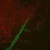 Colon: Mouse Anti-Desmin and Rabbit (monoclonal) Anti-CD3 detected simultaneously with VectaFluor Duet Immunofluorescence Double Labeling Kit, DyLight 488 Anti-Mouse (green)/DyLight 594 Anti-Rabbit (red). Mounted in VECTASHIELD HardSet Mounting Medium.