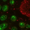 Colon: Mouse Anti-Cytokeratin (AE1/AE3) and Rabbit Anti-Ki67 detected simultaneously with VectaFluor Duet Immunofluorescence Double Labeling Kit, DyLight 488 Anti-Mouse (green)/DyLight 594 Anti-Rabbit (red). Mounted in VECTASHIELD HardSet Mounting Mediu