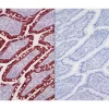 Left: Dog intestine stained with mouse antibody against multi-cytokeratin and detected with ImmPRESS VR HRP Anti-Mouse IgG and Vector NovaRED Substrate. Counterstained with Vector Hematoxylin QS. Right: No mouse primary antibody negative control secti