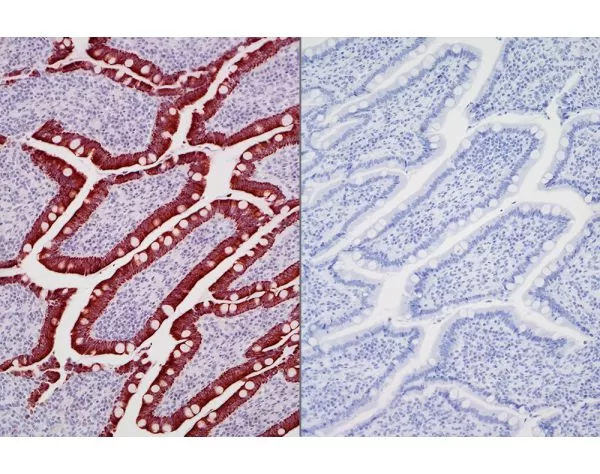 Left: Dog intestine stained with mouse antibody against multi-cytokeratin and detected with ImmPRESS VR HRP Anti-Mouse IgG and Vector NovaRED Substrate. Counterstained with Vector Hematoxylin QS. Right: No mouse primary antibody negative control secti