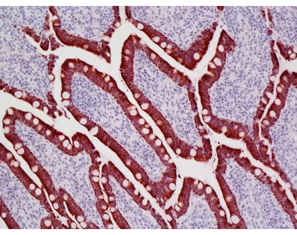 Dog intestine stained with mouse antibody against multi-cytokeratin and detected with ImmPRESS VR HRP Anti-Mouse IgG and Vector NovaRED Substrate. Counterstained with Vector Hematoxylin QS.