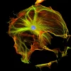 Mouse embryonic fibroblast stained with mouse anti-tubulin followed by fluorescein horse anti-mouse IgG and mounted in VECTASHIELD HardSet Mounting Medium with DAPI and TRITC-Phalloidin.