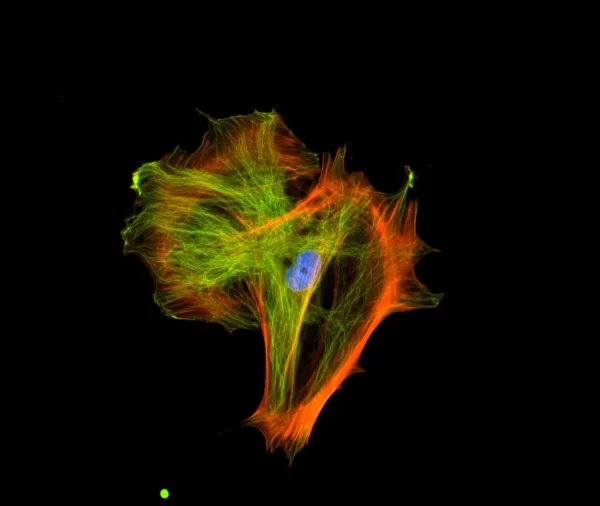 Mouse embryonic fibroblast stained with mouse anti-tubulin followed by fluorescein horse anti-mouse IgG and mounted in VECTASHIELD HardSet Mounting Medium with DAPI and TRITC-Phalloidin.