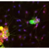 Dorsal root ganglia cells (neurons and satellite glia) - double label. BIII tubulin, DyLight 488 labeled secondary antibody (green). S100, DyLight 594 labeled secondary antibody (red). Mounted in VECTASHIELD HardSet Mounting Medium with DAPI. Image c