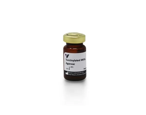 Succinylated Wheat Germ Agglutinin (WGA), Agarose bound