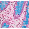 Colon Tissue stained with Alcian Blue (ph 2.5) Stain Kit.