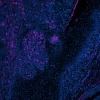 Tonsil (FFPE): Antigen Retrieved with Antigen Unmasking Solution and stained with Cy5 PNA (purple). Stained with DAPI (blue).