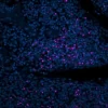 Tonsil (FFPE): Antigen Retrieved with Antigen Unmasking Solution and stained with Cy5 PNA (purple). Stained with DAPI (blue).
