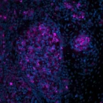 Tonsil (FFPE): Antigen Retrieved with Antigen Unmasking Solution and stained with Cy5 PNA (purple). Stained with DAPI (blue).