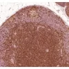 Rhesus macaque formalin/paraffin lymph node: CD4 (1F6), ImmPRESS Anti-Mouse Ig Kit, ImmPACT DAB substrate (brown). Hematoxylin counterstain (blue). Courtesy of Charles Brown, NIH, NIAID, Laboratory of Molecular Microbiology.