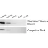4-fold serial dilutions of human recovered plasma were transferred to nitrocellulose. Membranes were blocked with WestVistionTM Block & Diluent (A) or Competitor Block (B), probed with Rabbit anti-Transferrin antibody (0.25 ug/ml), and detected with WestV